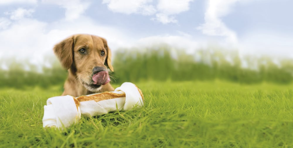 Românii și animalele de companie
