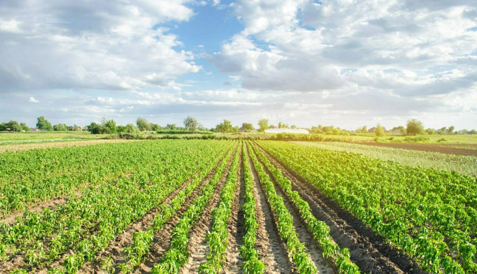 Corteva preia aproape o treime din Lavie Bio, compania de agricultură organică