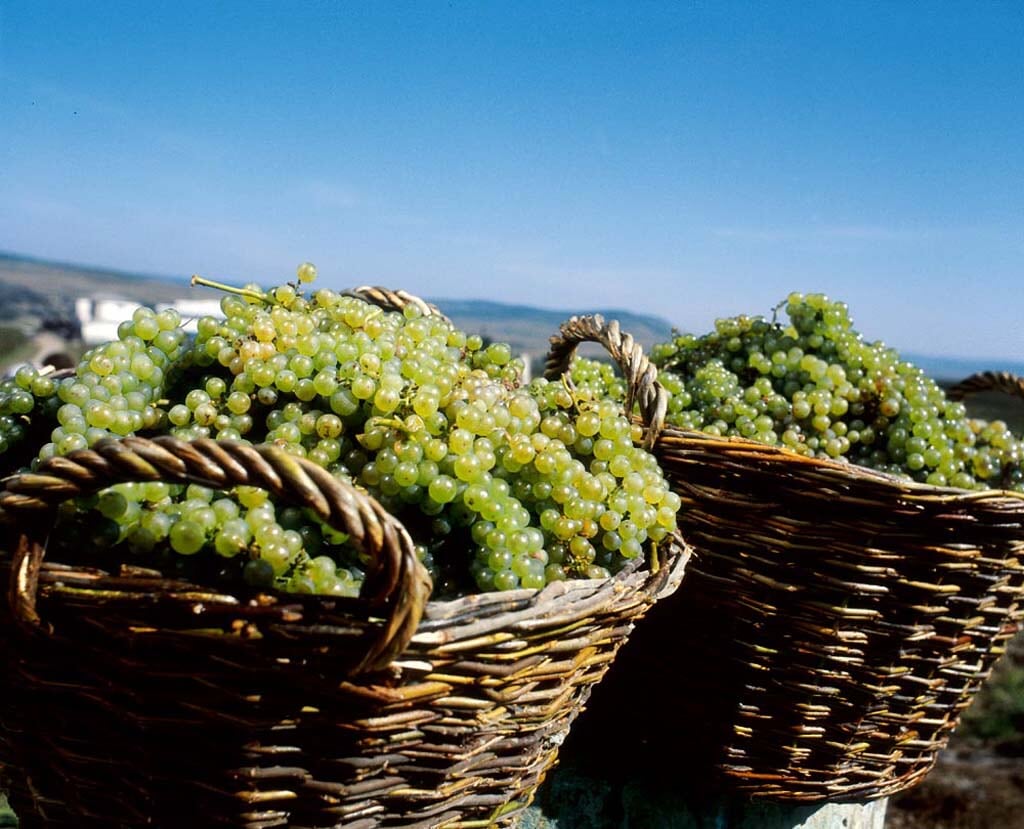 Jidvei contină să vândă must pentru cei care vor să facă vin de casă