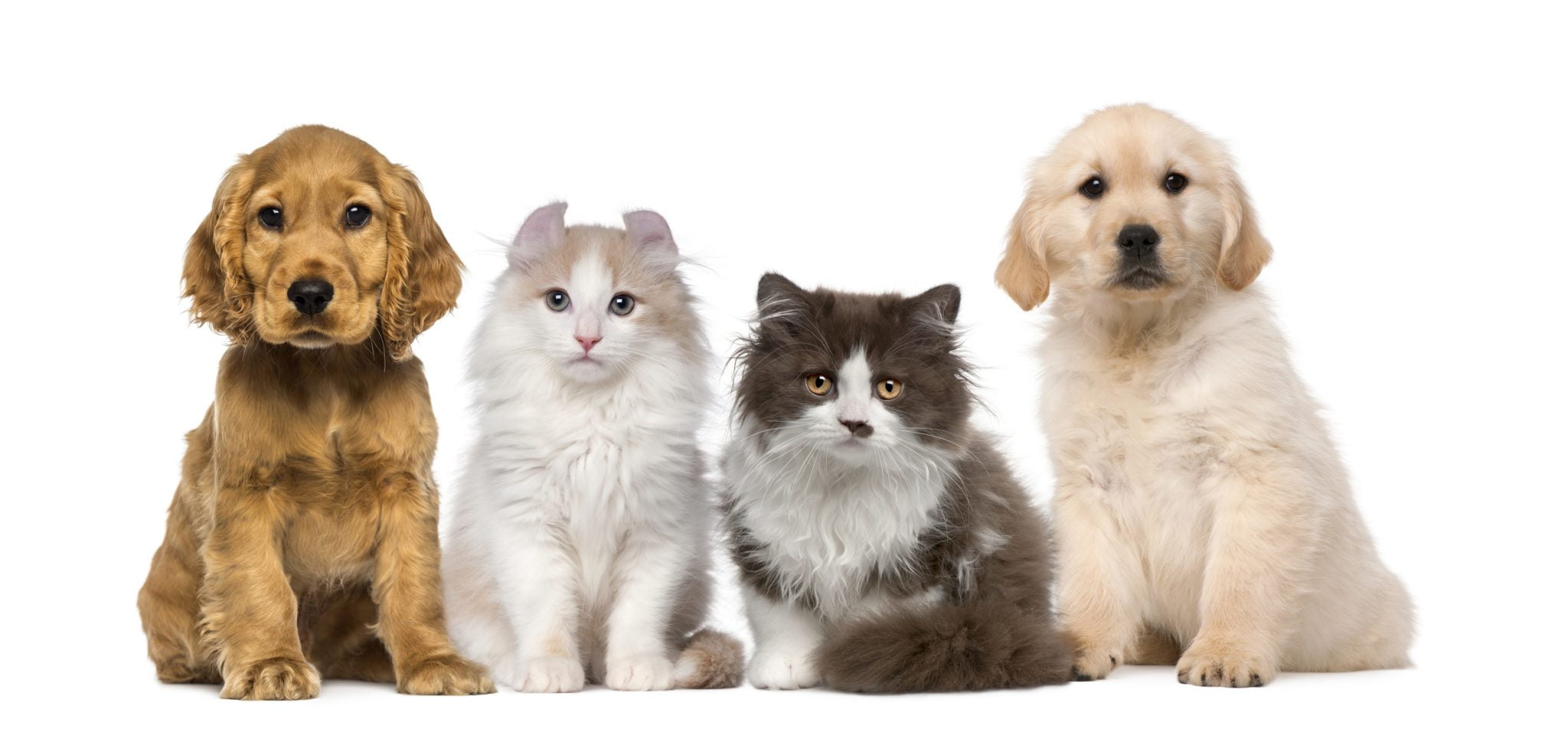 A crescut numărul românilor care dețin animale de companie