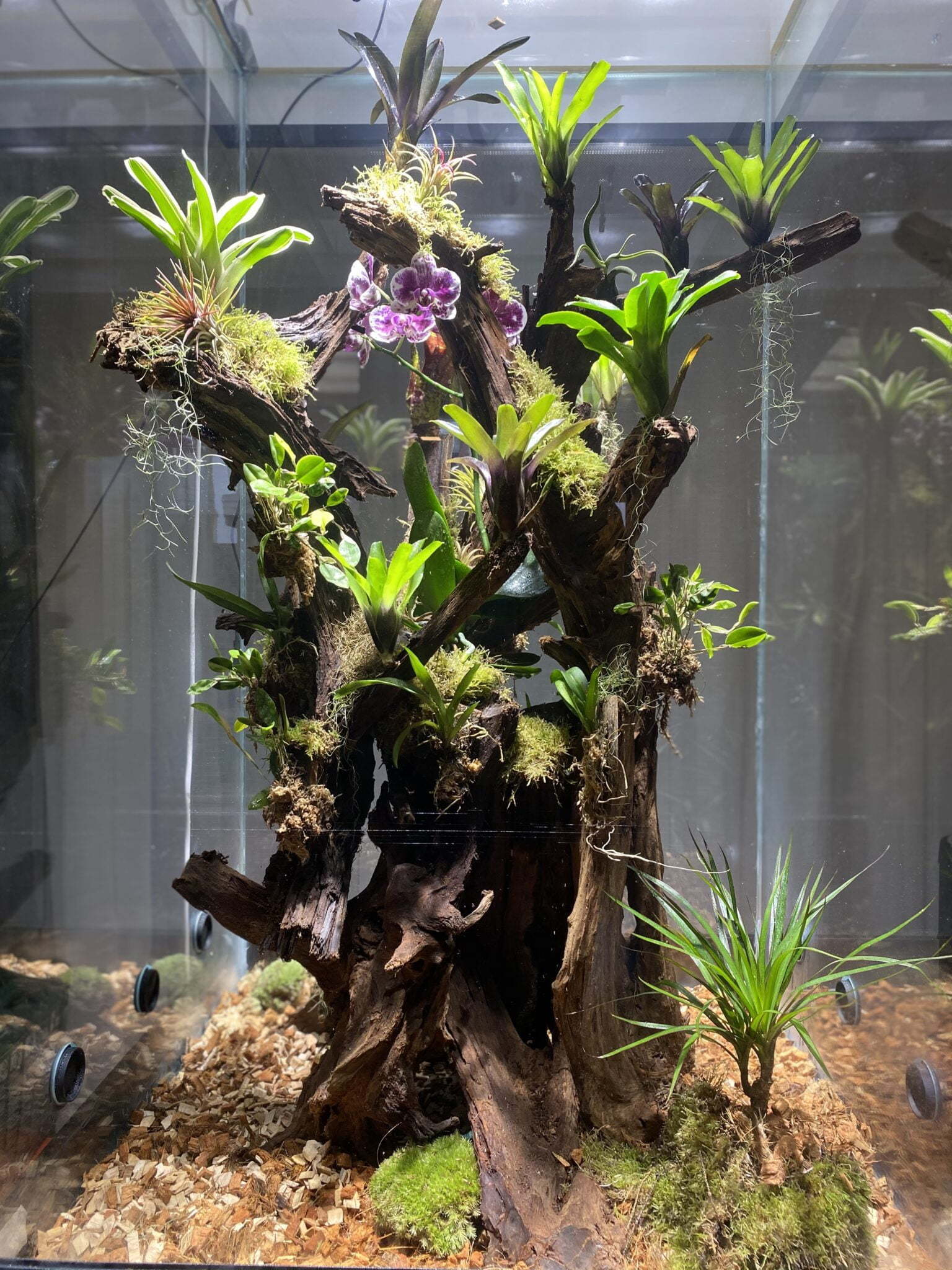 Terarium, vândut cu 35.000 de euro