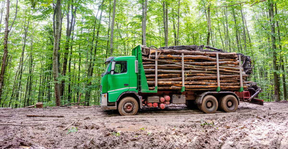 transporturi lemne-WWF