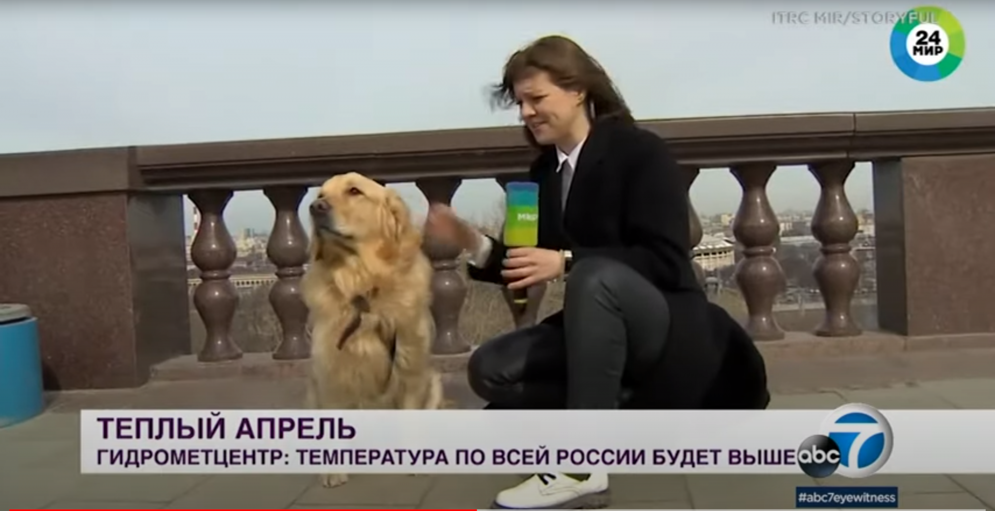 Momentul când un câine fură microfonul unei reporterițe a devenit viral