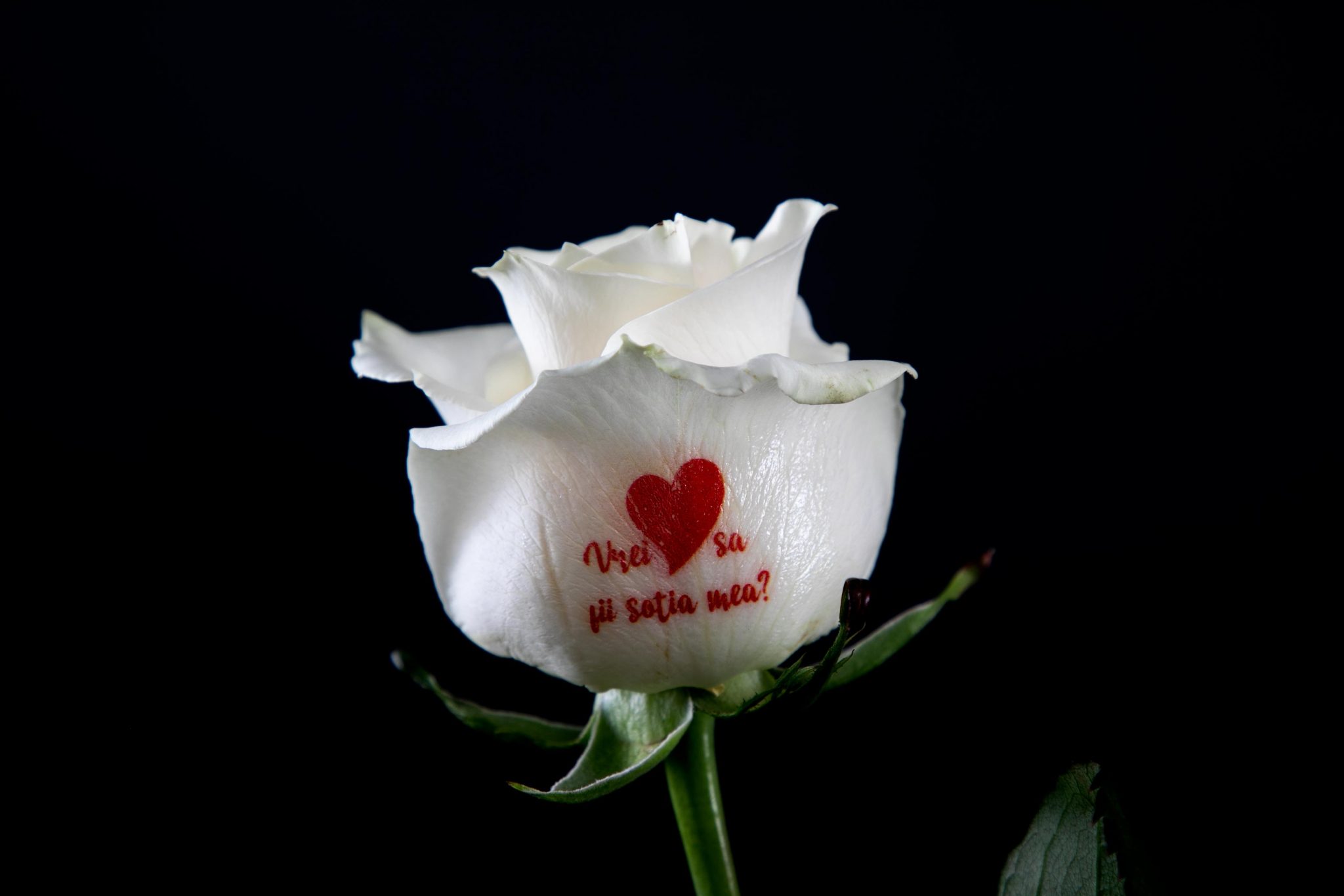 FlorideLux.ro lansează un serviciu de imprimare a mesajelor personalizate pe flori