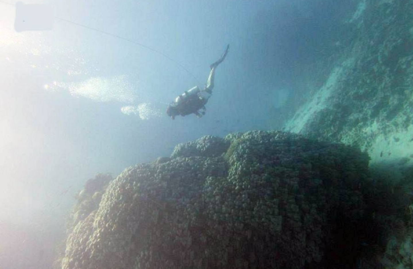 Descoperire spectaculoasă în Marea Roșie: o colonie de corali înaltă de 10 metri și cu vărsta de 600...