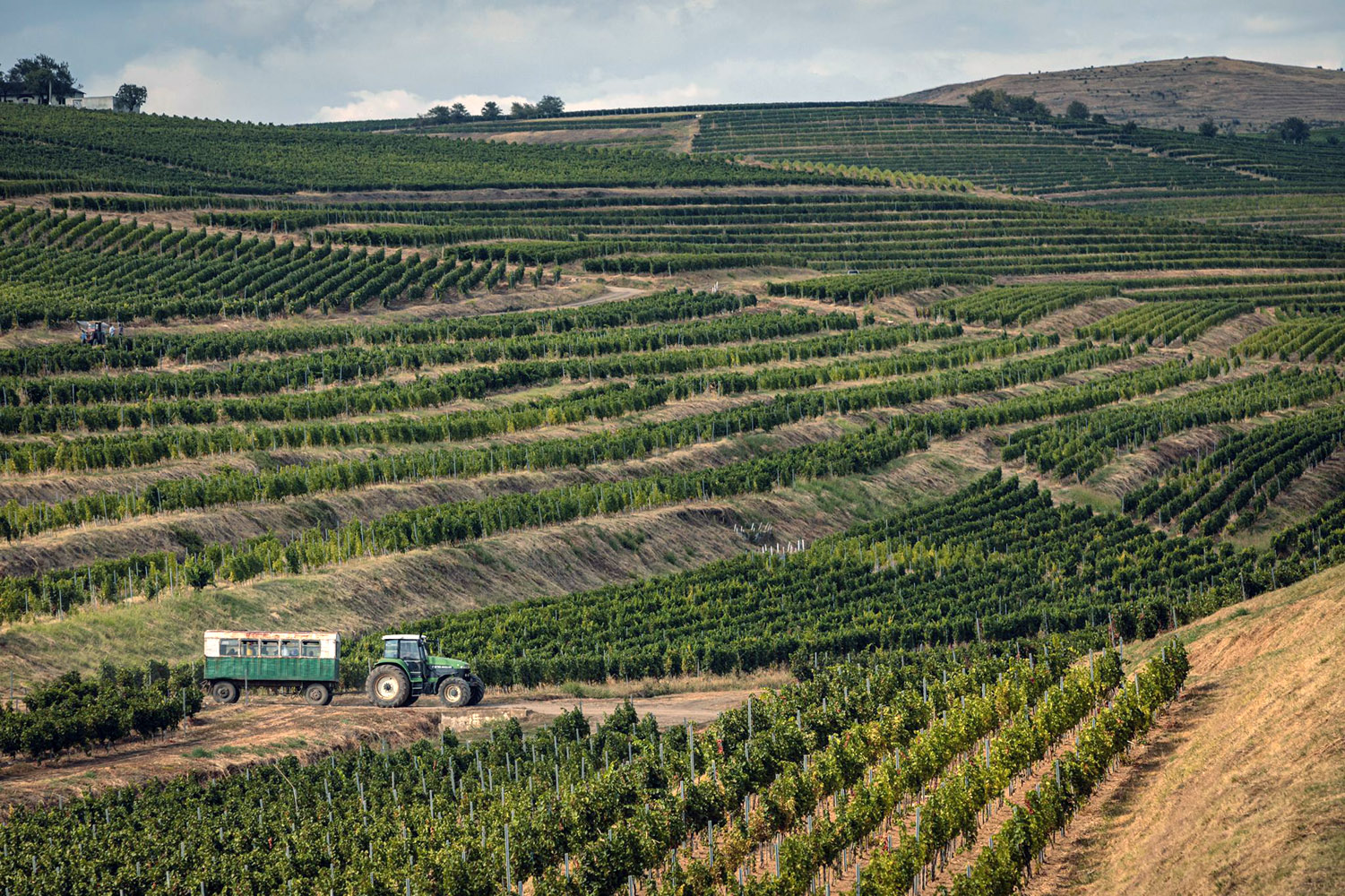 An bun pentru viticultură: producția de struguri de calitate, în creștere cu 20% la Tohani 2 Tohani podgorie