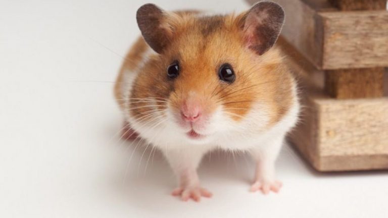 un hamster tranzacționează criptomonede