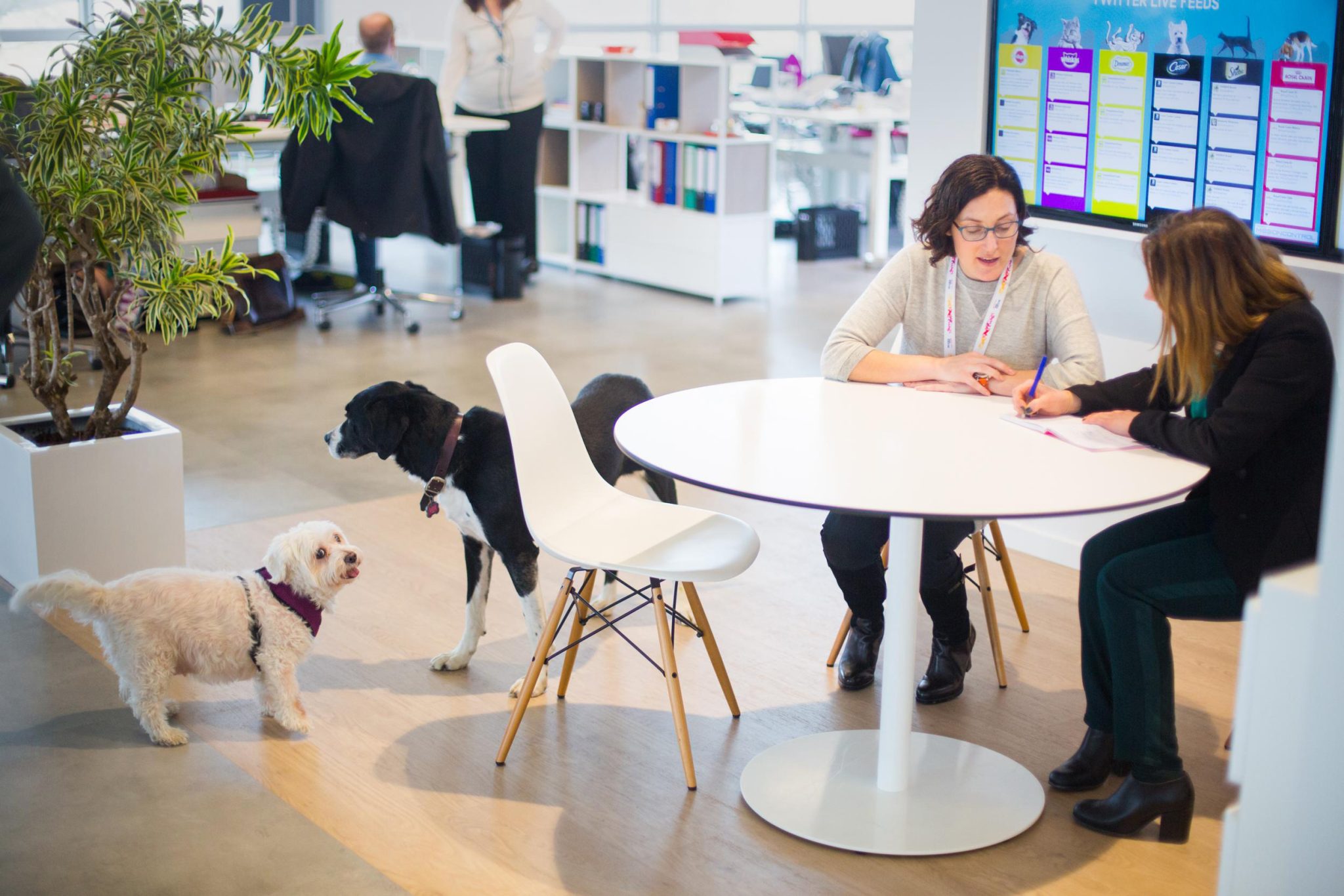 Cum devin companiile pet friendly