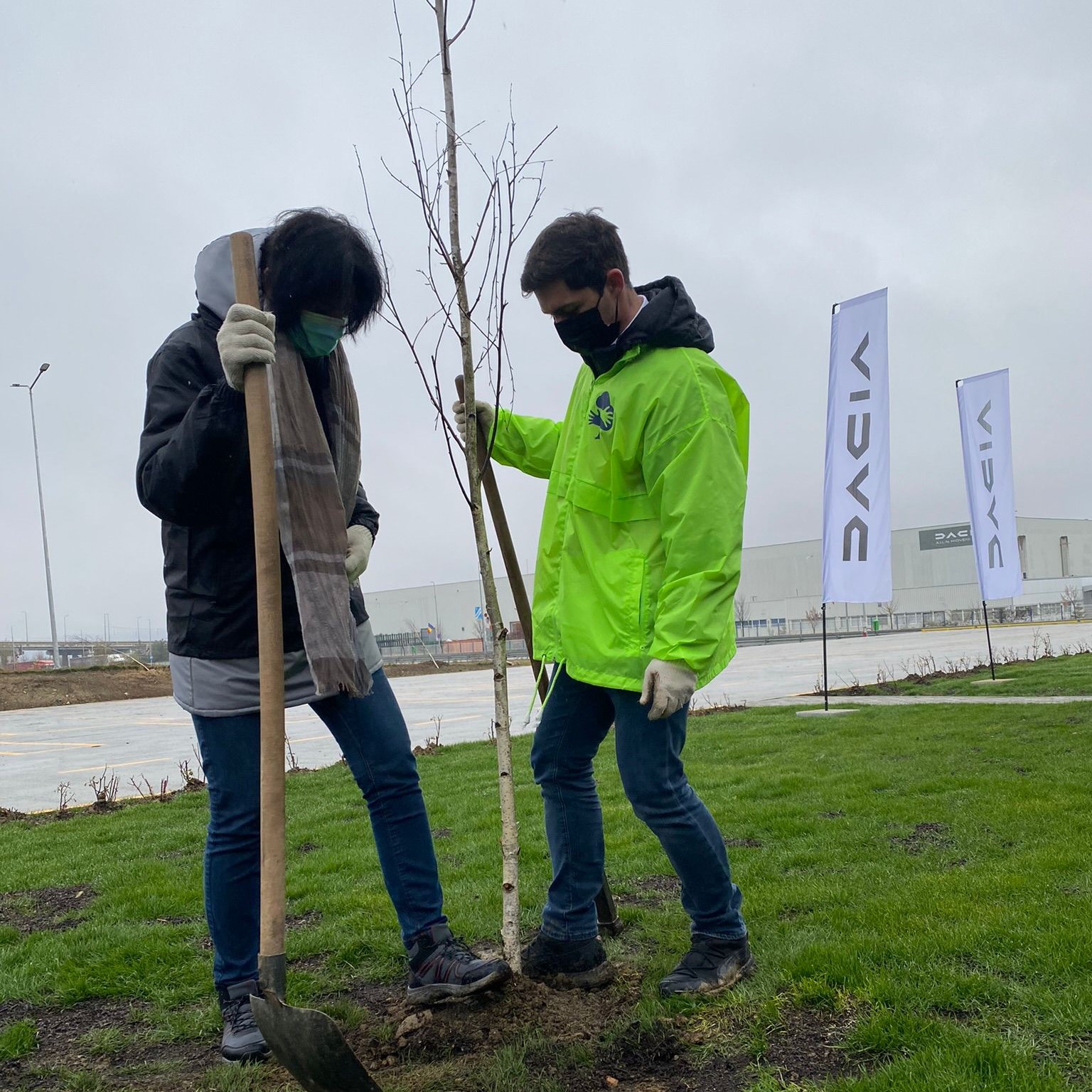 5200 de arbori au fost plantați la Mioveni de Automobile Dacia și asociația Viitor Plus