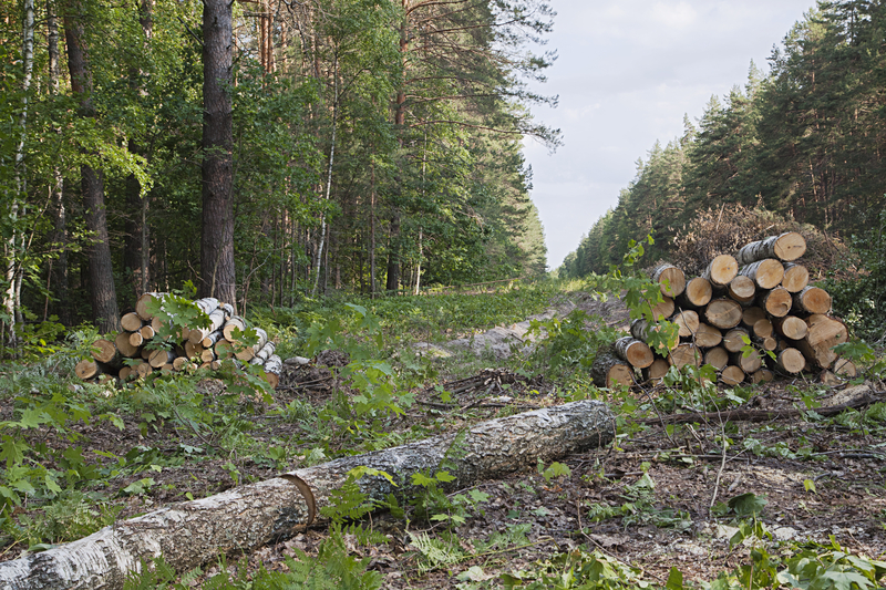 WWF România: Autoritățile nu vor să oprească tăierile ilegale de păduri