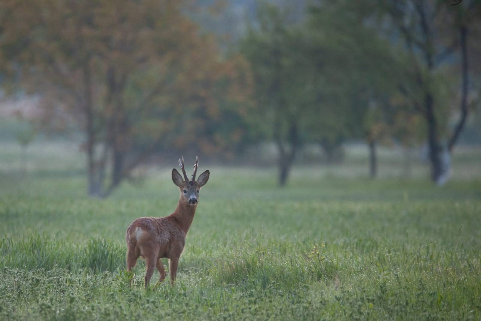 Caprior pe malul Buzaului