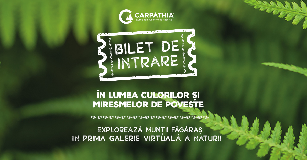 Conservation Carpathia lansează o expoziție virtuală dedicată Munților Făgăraș