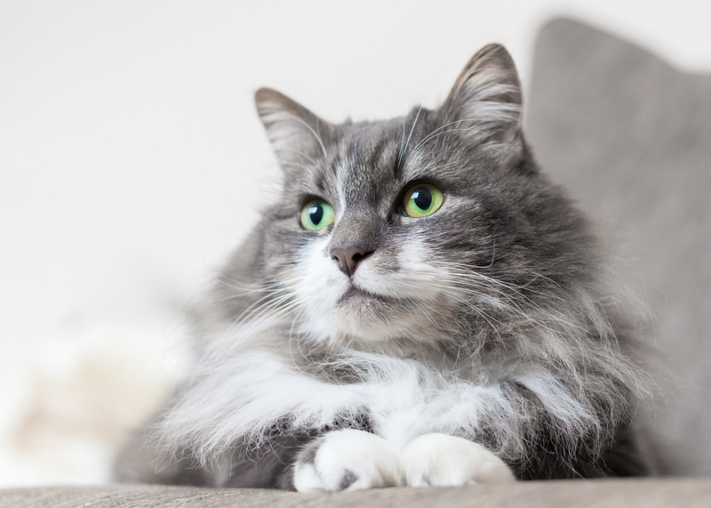 STUDIU Whiskas: 45% dintre gospodăriile din România au în grijă pisici