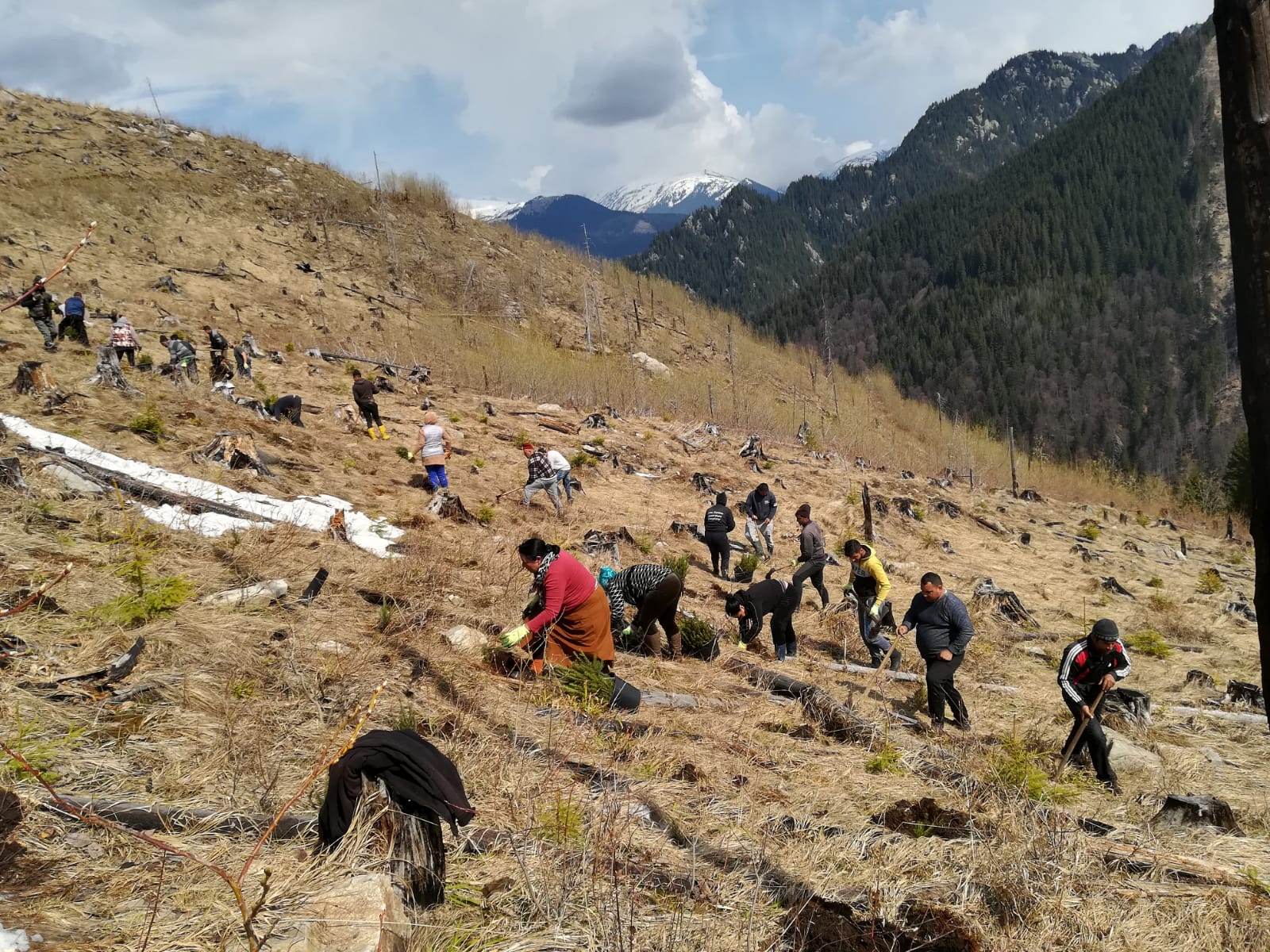 100 de hectare tăiate în Munții Făgăraș, vor fi refăcute de către Fundația Conservation Carpathia, p...