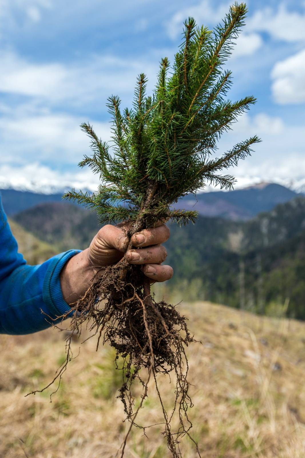 Puieti la Groapele c Michiel van Noppen 5