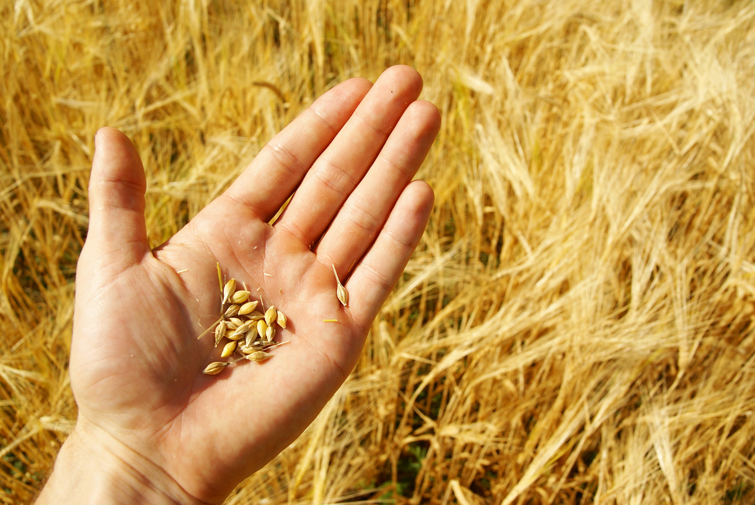 agricultura - Top Seeds