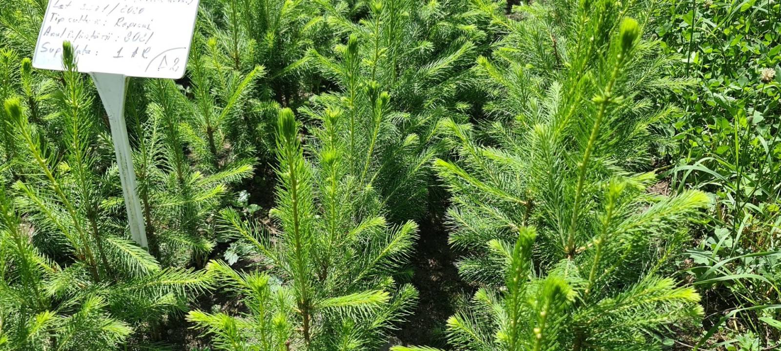 Zentiva regenerează o pădure în Munții Făgăraș