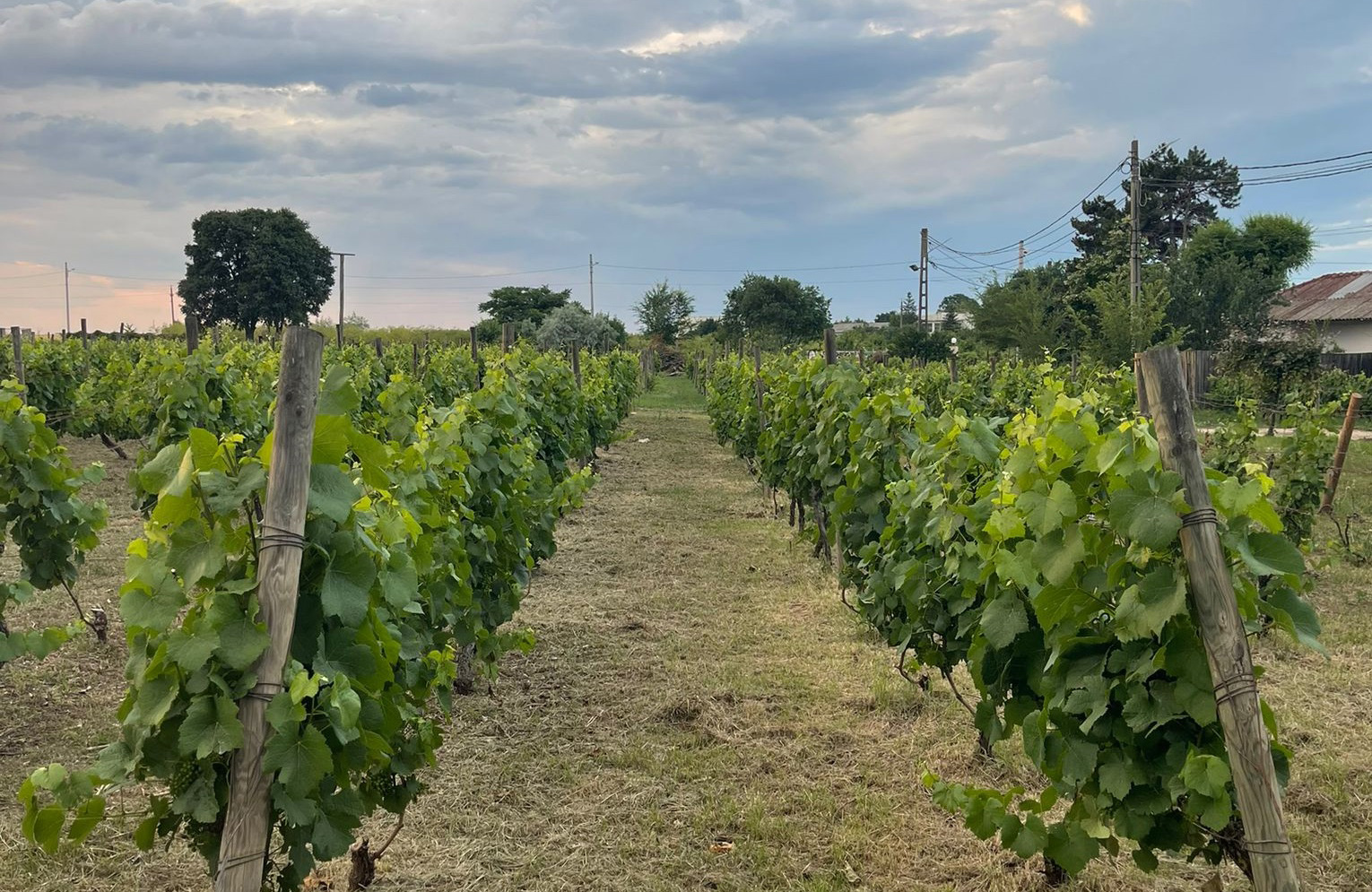 Clos des Colombes