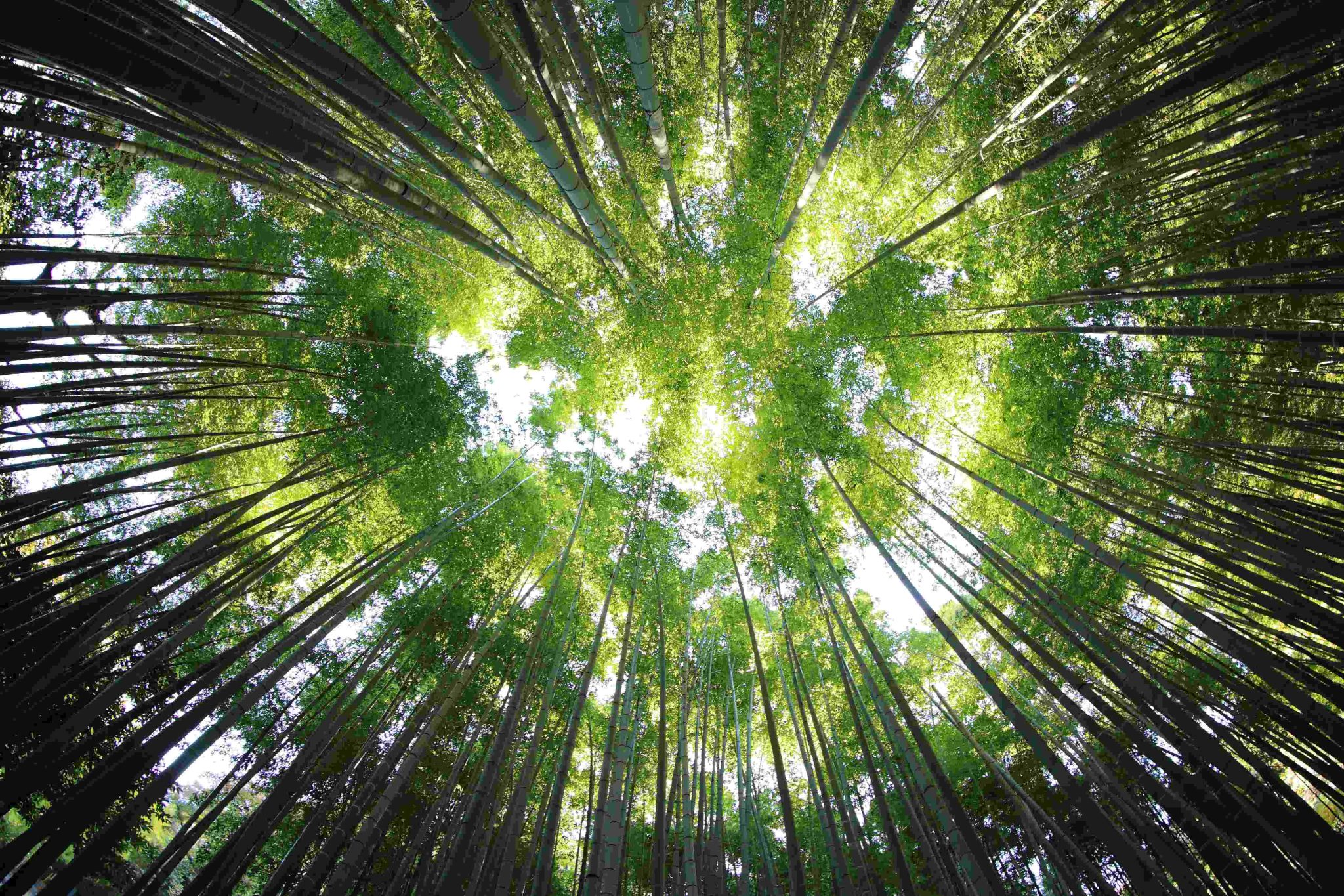 EDP a fost listată în Dow Jones Sustainability Index
