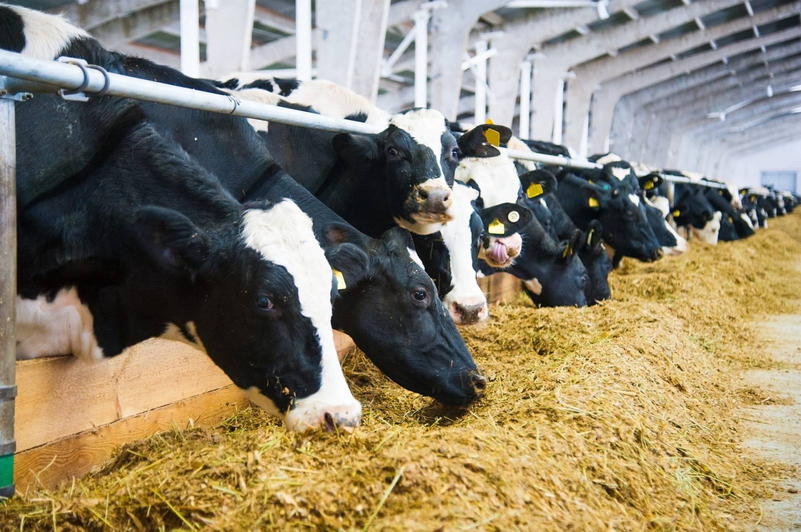 Guvernul alocă 44 mil. euro pentru a ajuta crescătorii de bovine afectați de războiul din Ucraina.