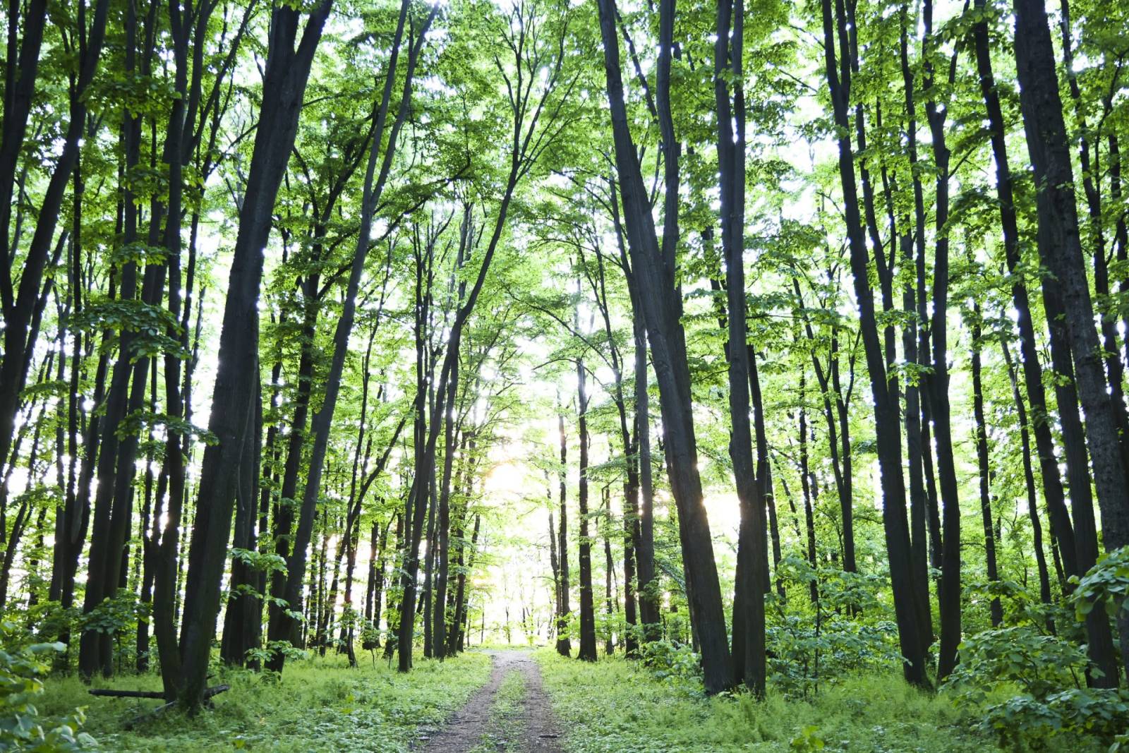 Platforma civică „Împreună pentru Centura Verde” intervine pentru combaterea poluării din Capitală