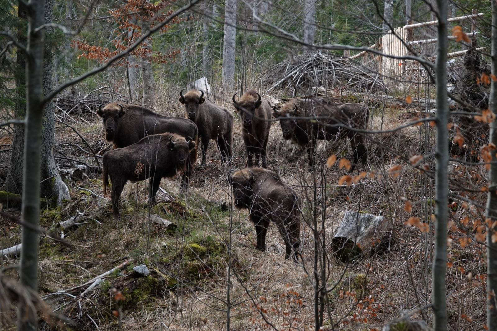 Fundația Conservation Carpathia lansează al treilea punct de reintroducere a zimbrilor în Munții Făg...