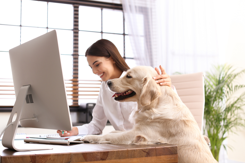 Un birou pet friendly: mai puțin stres și mai multă productivitate