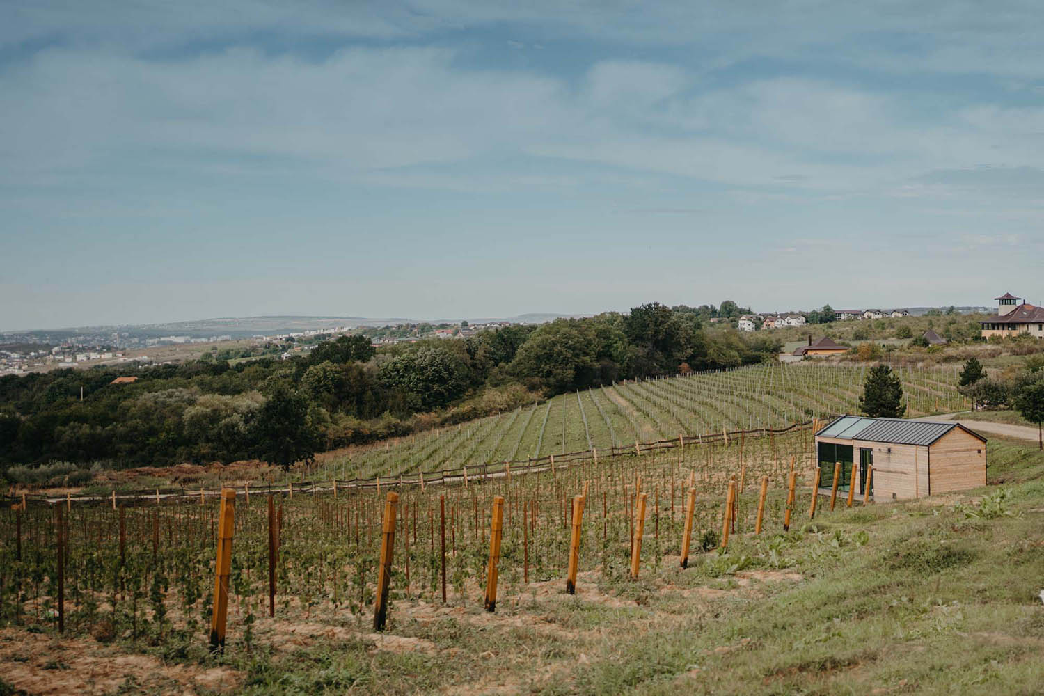 GRAMMA Wines câștigă Best Winery Design la Balkans International Wine Competition și are planuri de extindere a culturii de vie 1 GRAMMA Wines vie