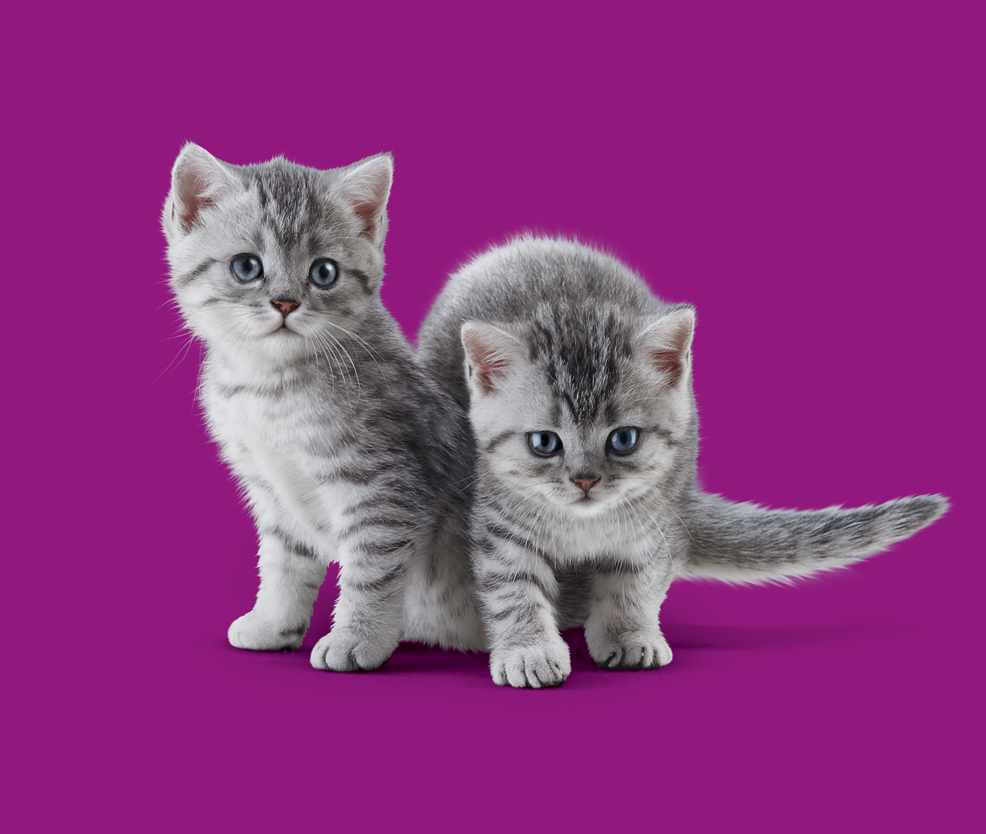 Whiskas: 6 sfaturi pentru creșterea pisicilor