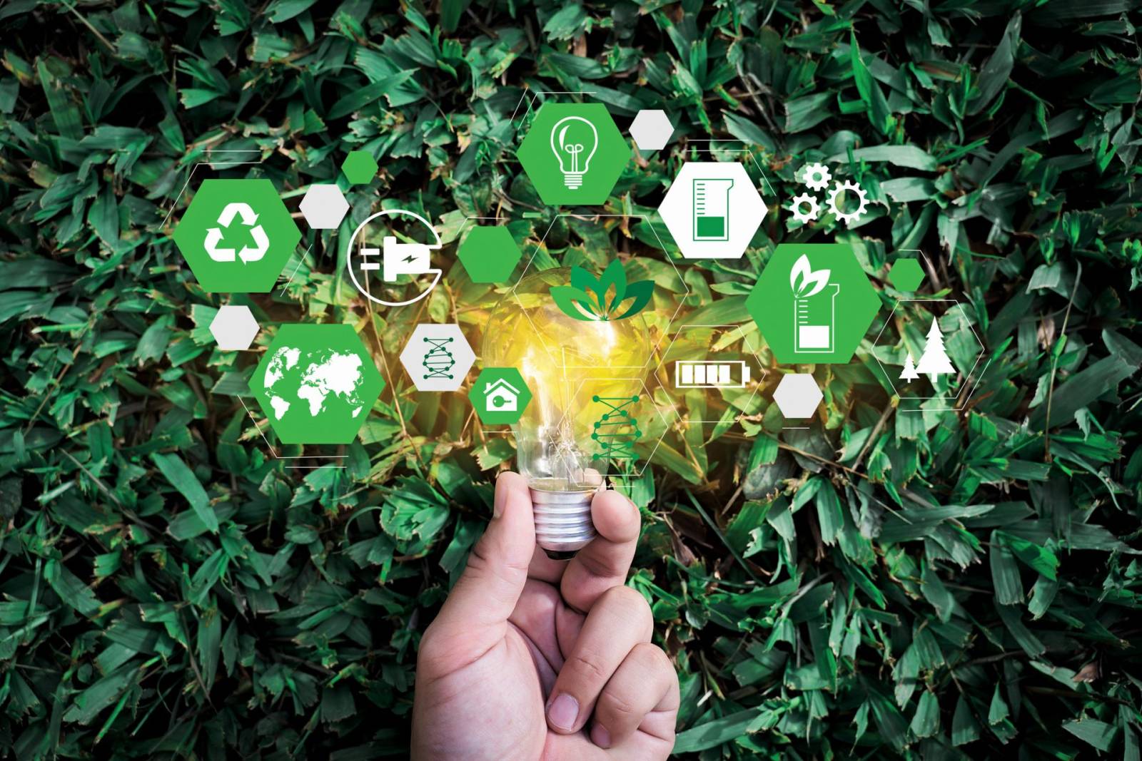 Companiile învață și mai bine limbajul eco