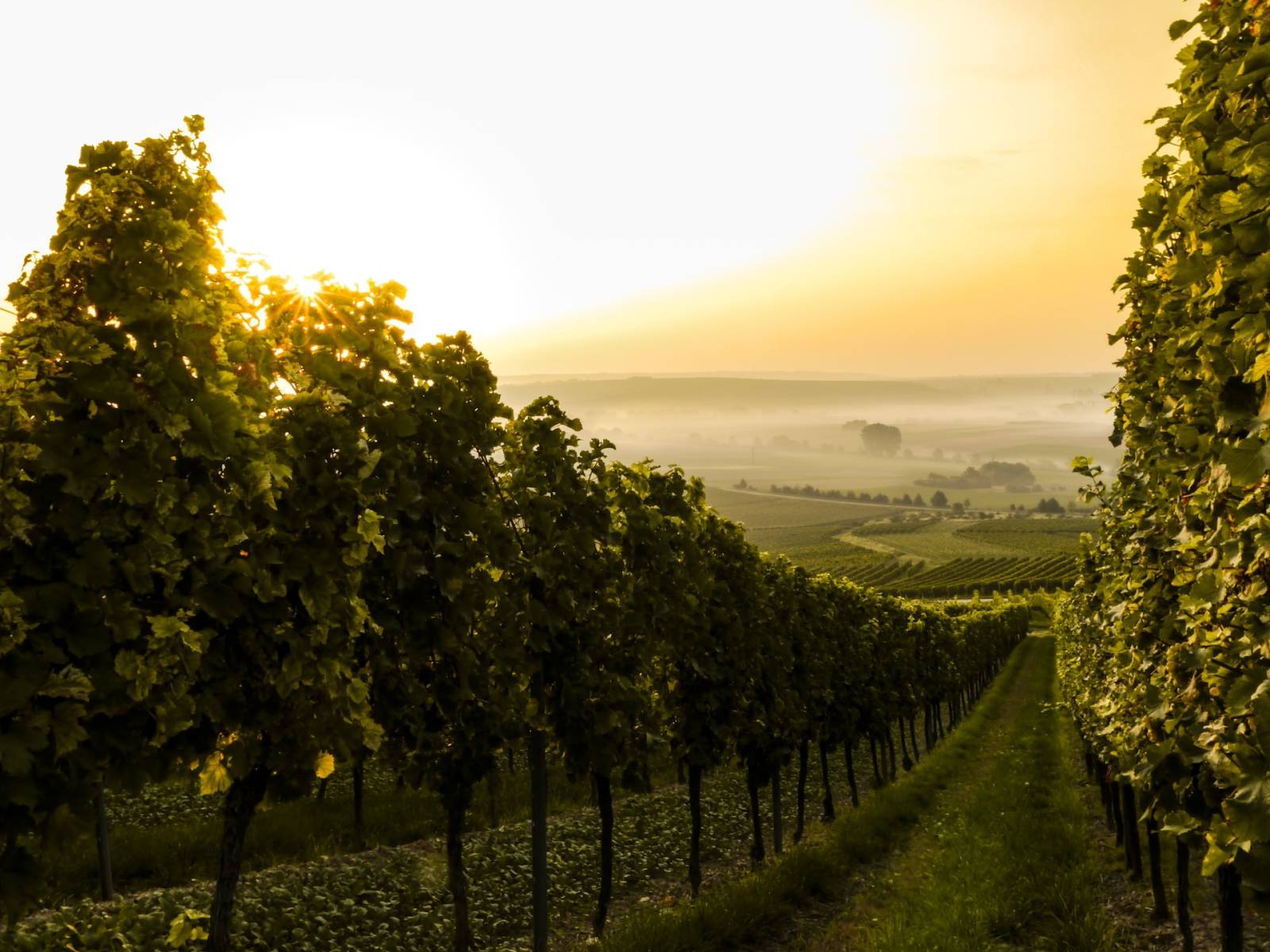 Sfaturi pentru o excursie perfectă de degustare a vinurilor