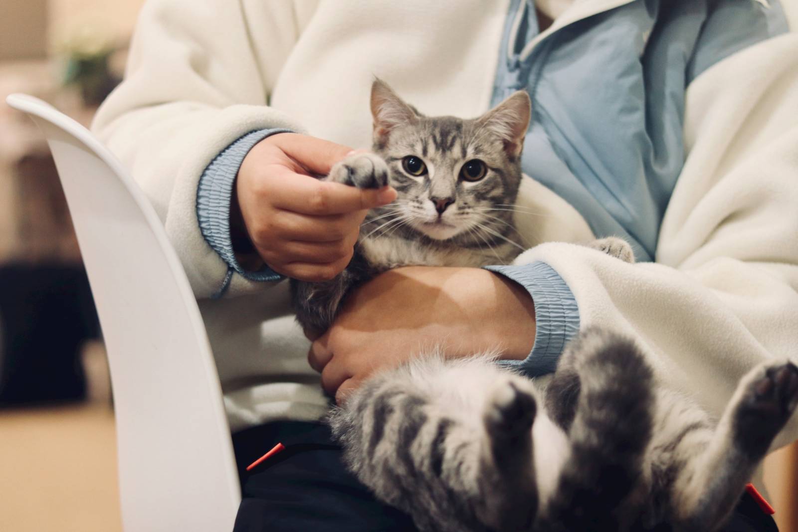 7 români studenți la medicină veterinară, incluși în programul de burse MSD Animal Health