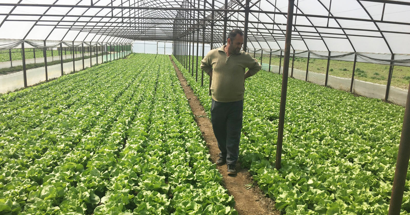cooperativele agricole