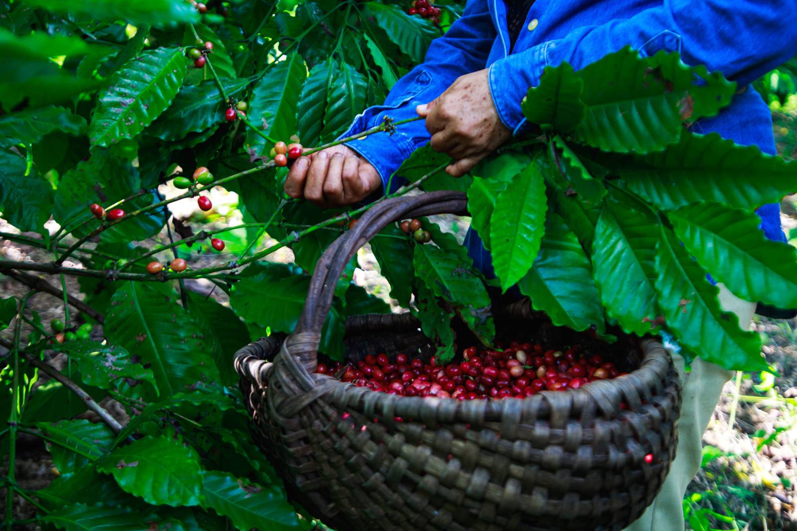 Lavazza continuă proiectele din Peru și Cuba pentru protejarea cafelei