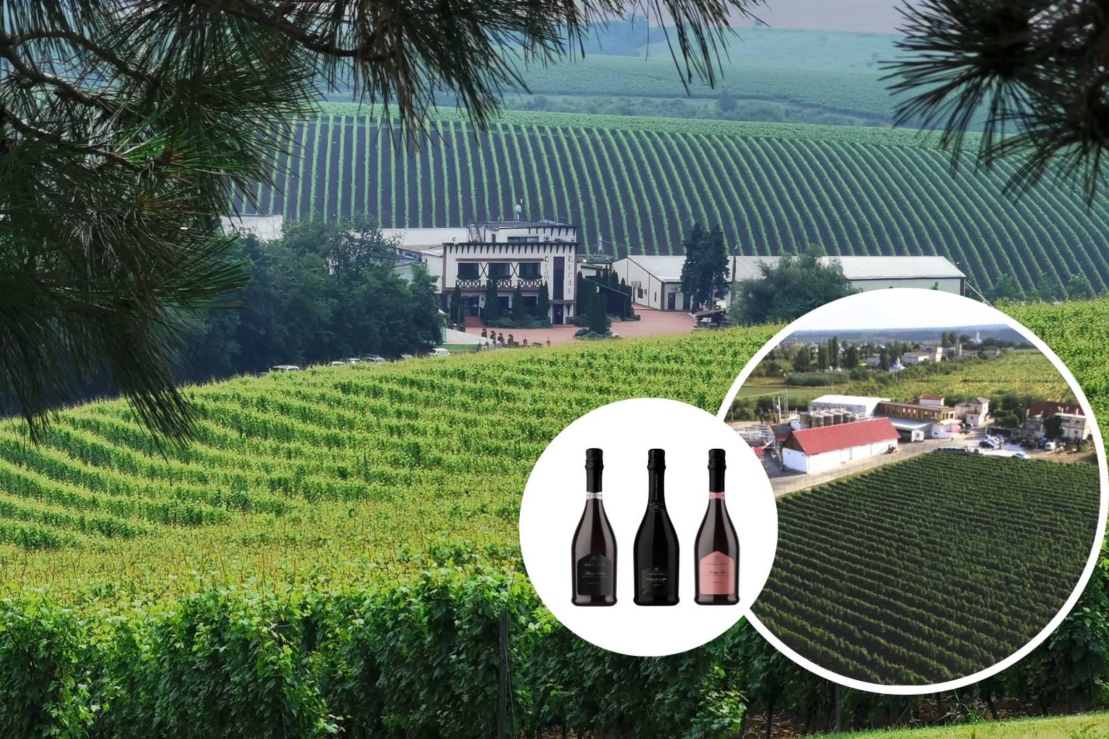 Producătorul de vinuri Cramele Recaș se extinde în Vrancea și preia o parte din acțiunile Tenuta Odo...