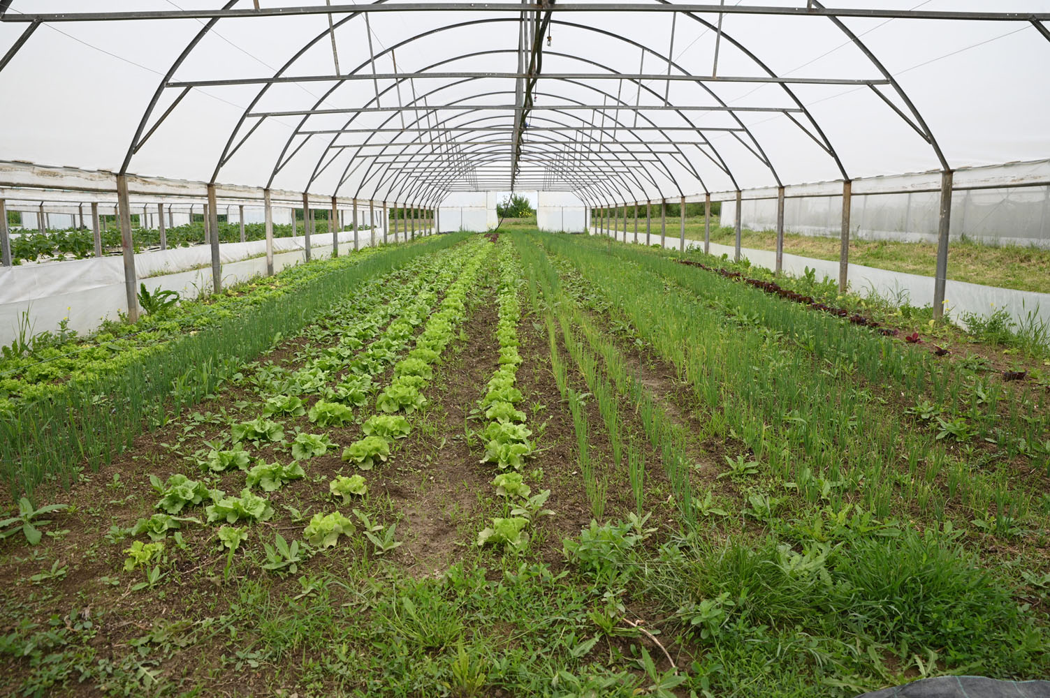 Ferma Sol si Suflet 3