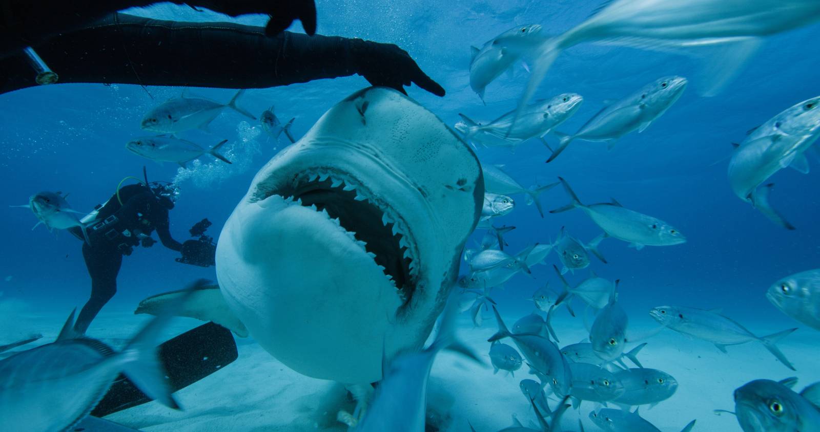 National Geographic, „Shark Beach with Anthony Mackie