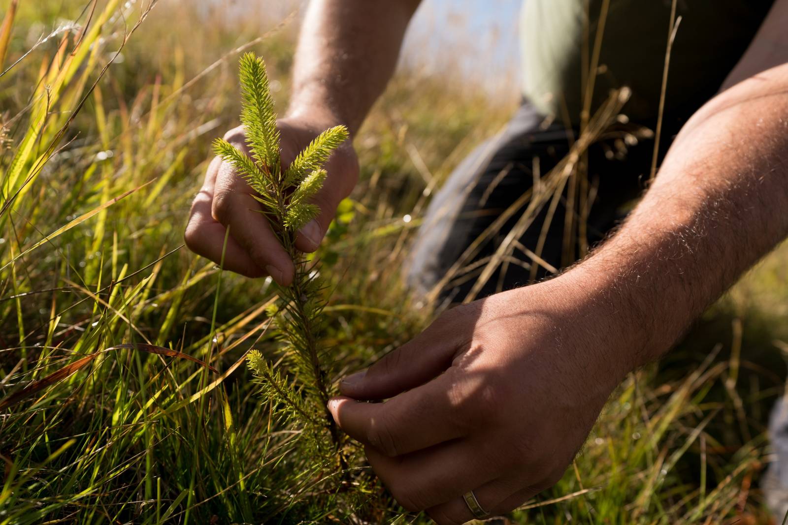 40.000 de arbori, plantați în Munții Făgăraș de Zentiva România