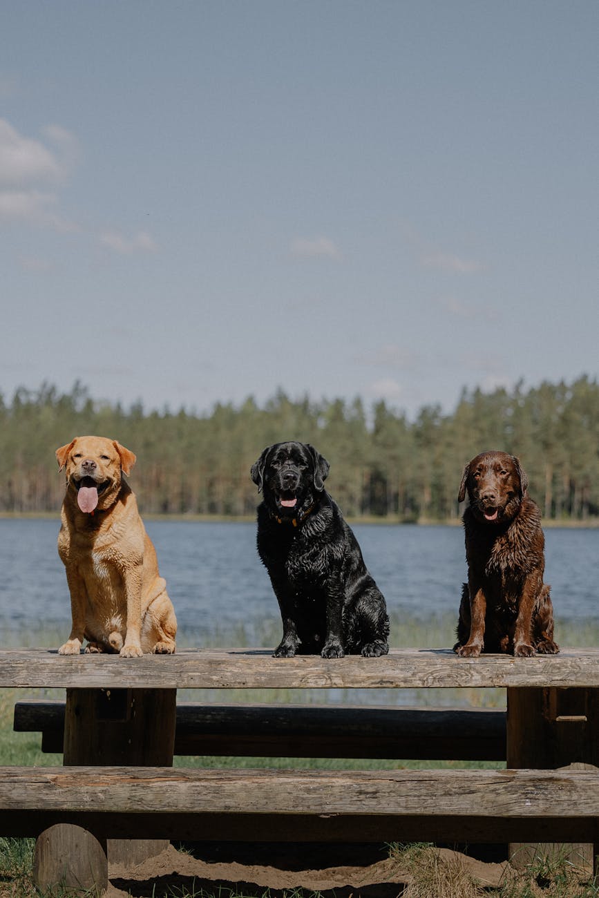 a light brown chocolate brown and black dog sitting on a table by the lake