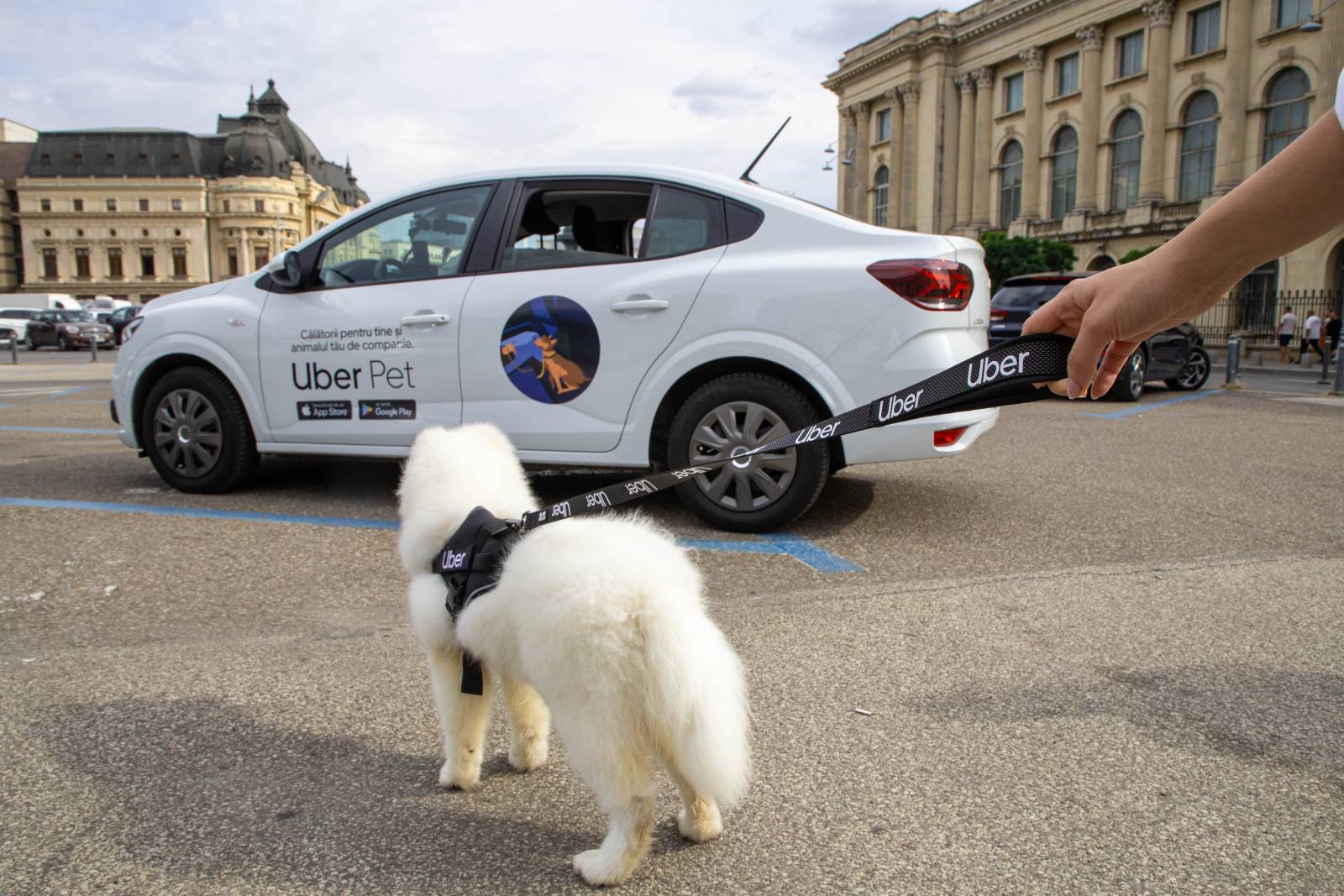 Uber lansează Uber Pet. Opțiunea de a merge cu animalul de companie în mașină