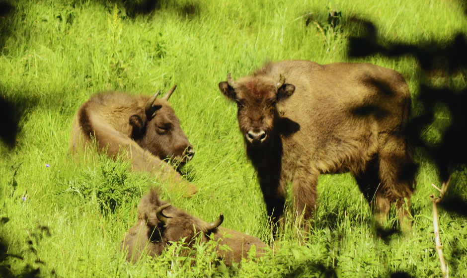 WWF - Adrian Grancea