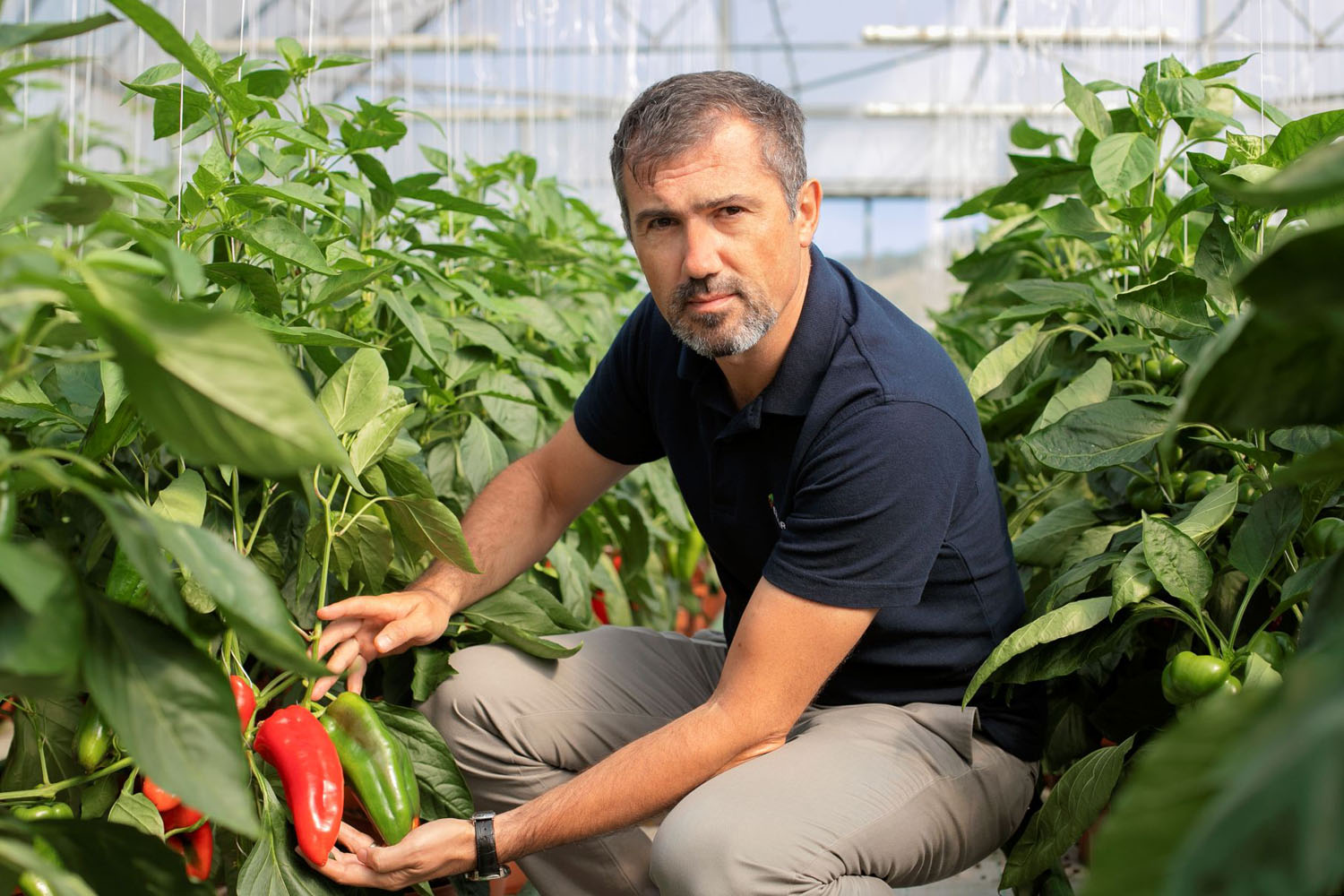 Levente Széll, Agrosel