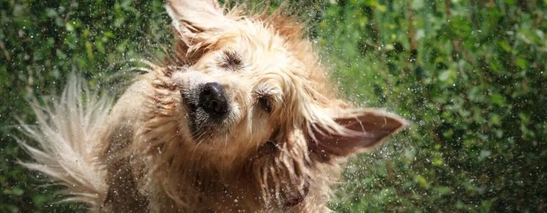 bannerdecetremuracainii