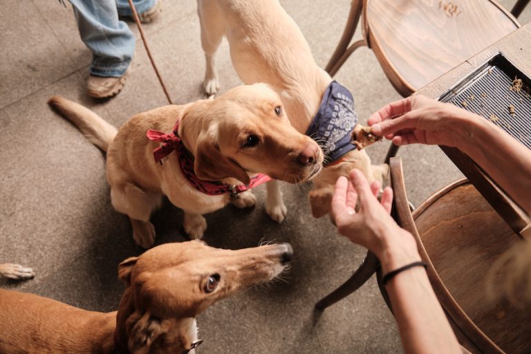 Doggy Pizza si catei fericiti