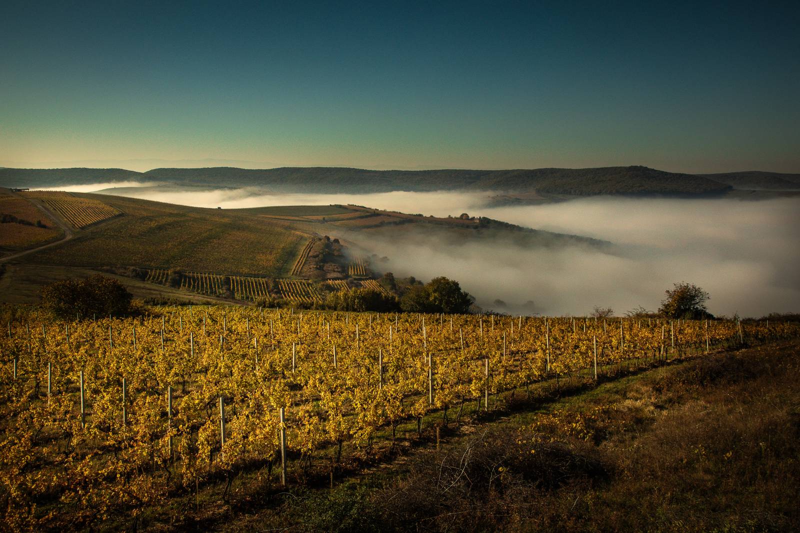 Jidvei confirmă excelența internațională: singurul producător de vinuri din România inclus în Top 10...