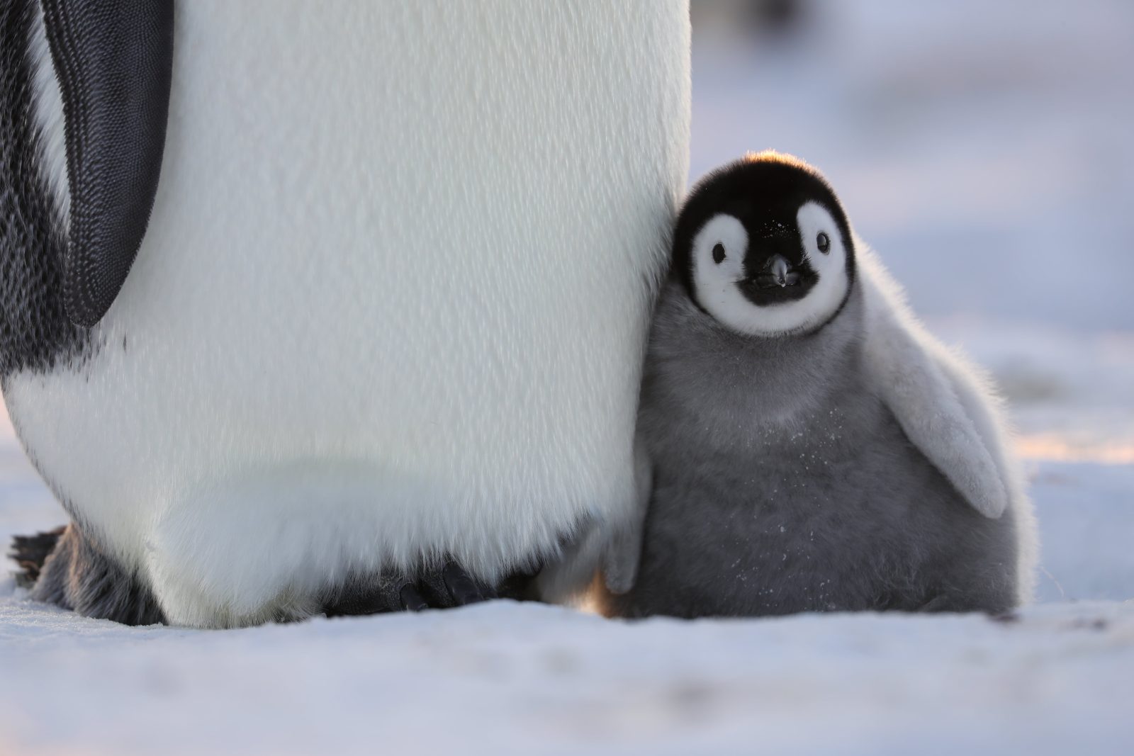 Ziua Pământului. National Geographic Wild te invită să descoperi Secretele Pinguinilor