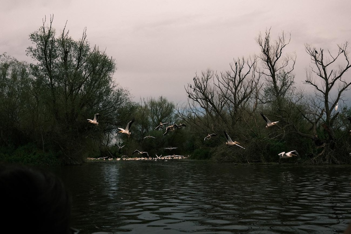 Qolony rezidenta Afterland 1