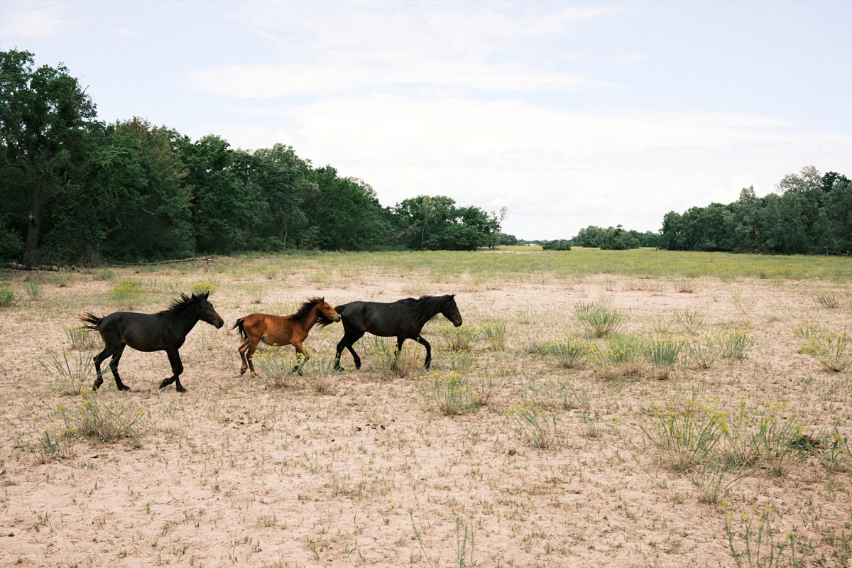 Qolony rezidenta Afterland 9