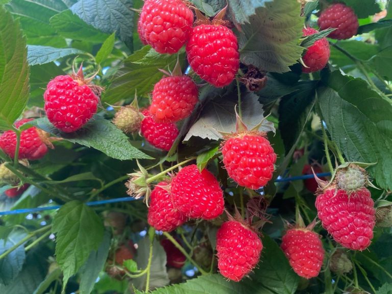 Vizual CDP zmeura.jpg