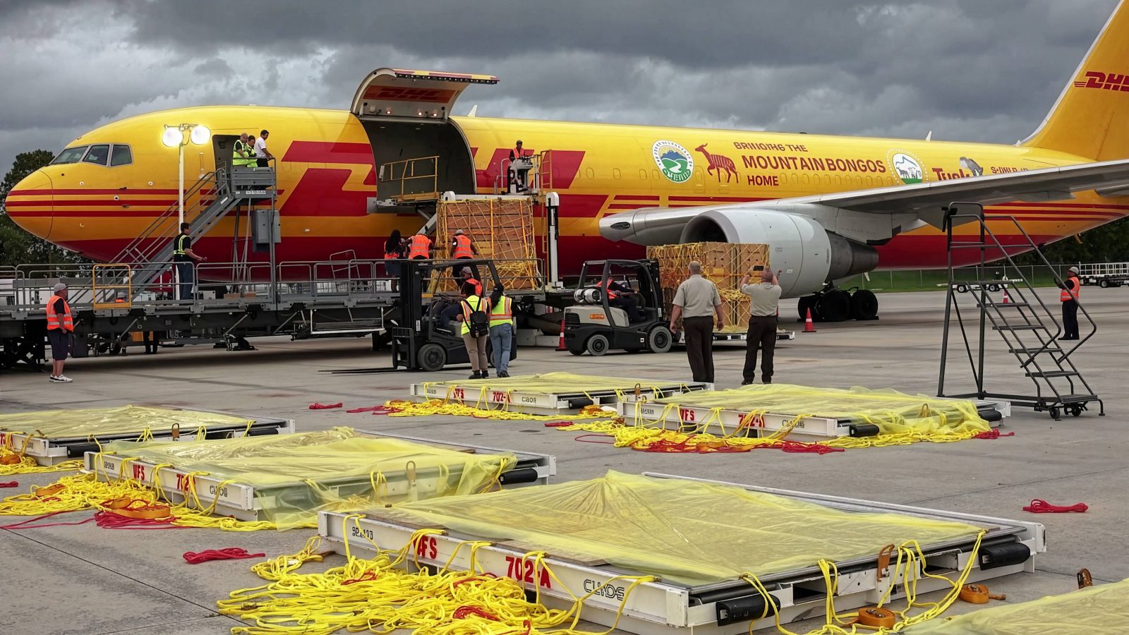 Cele mai neobișnuite livrări făcute de DHL în 2025